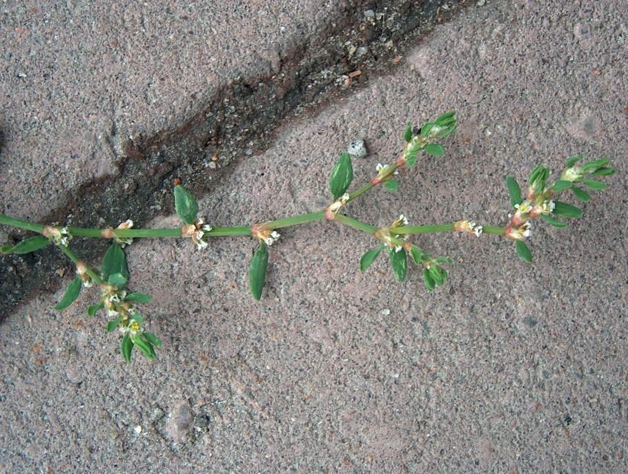 Горец птичий спорыш