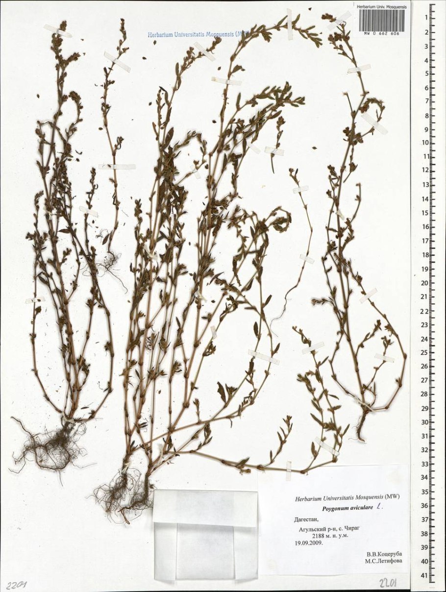 Горец шероховатый (Polygonum scabrum),