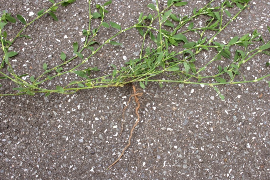 Птичья гречишка сорняк