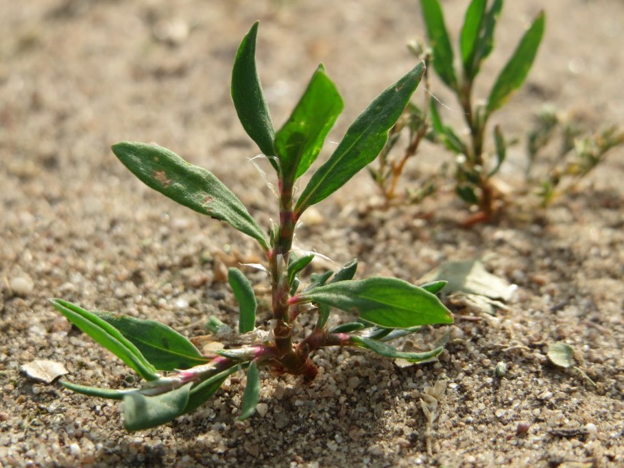 Polygonum aviculare