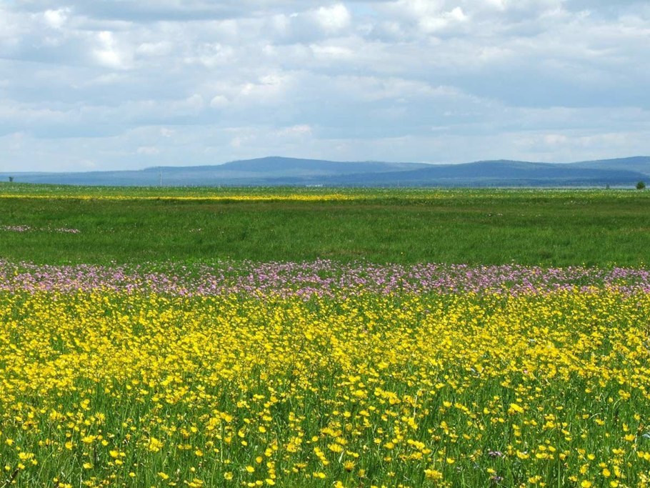 Разнотравные степи Крыма