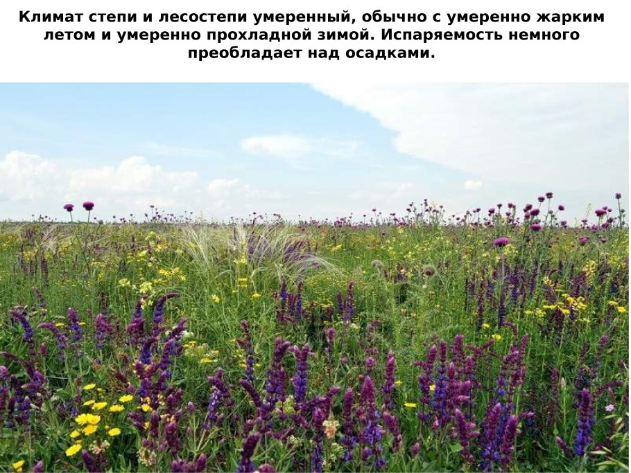 Stipa pennata