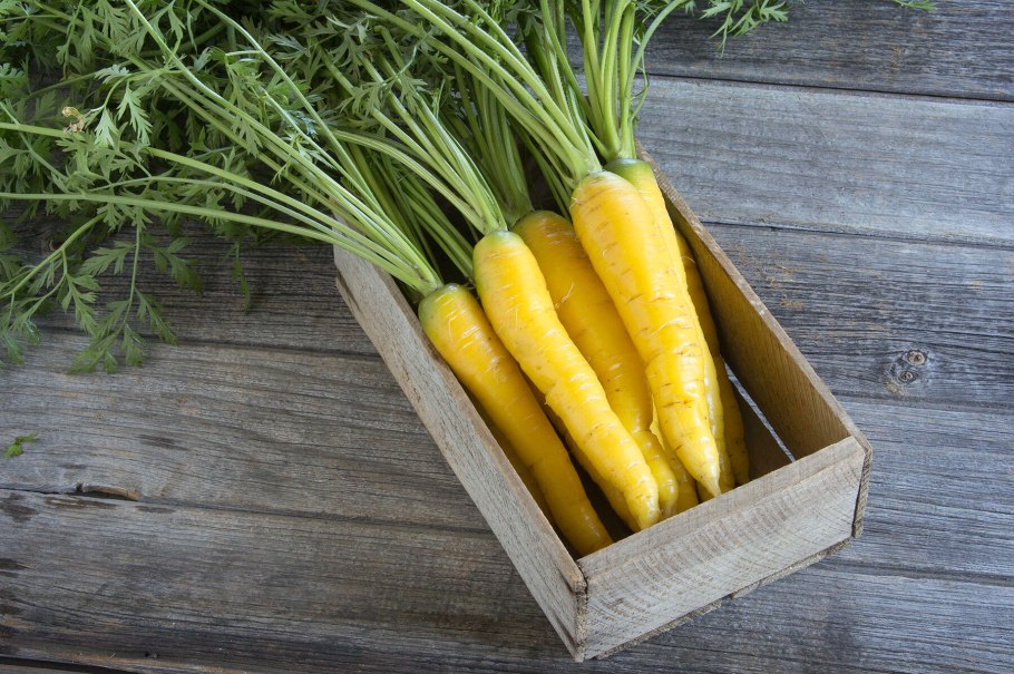 Партнер морковь Еллоустоун