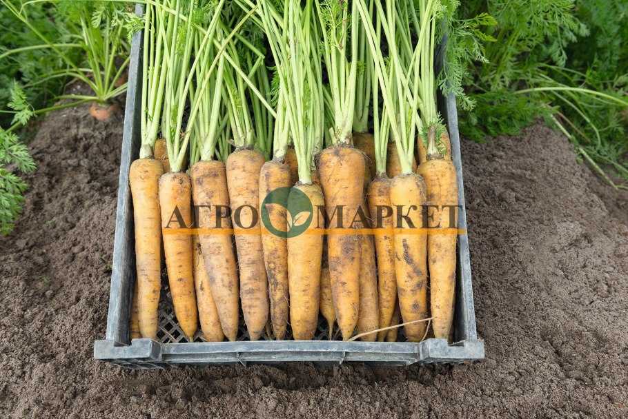 Партнер морковь Еллоустоун