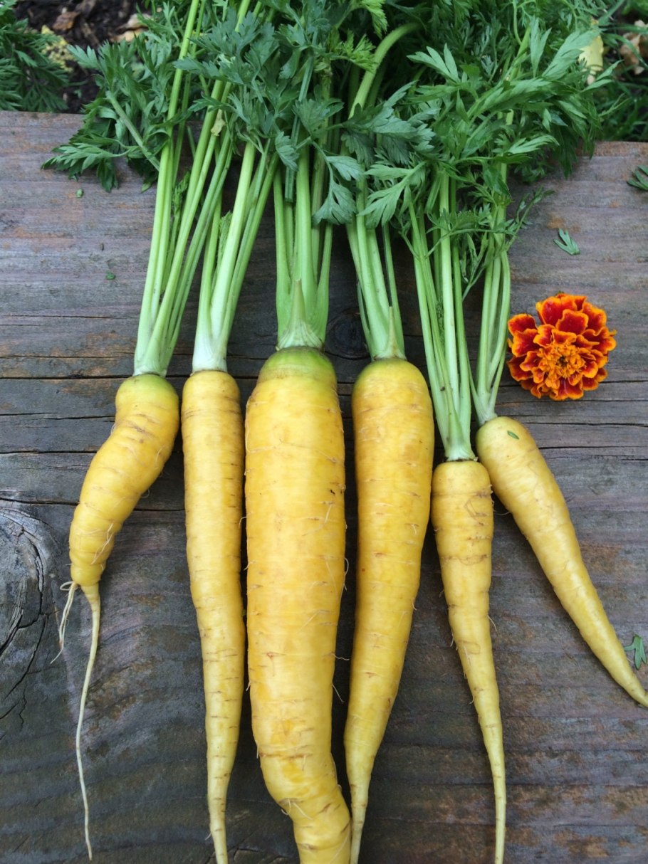 Семена морковь Мирзои жёлтая