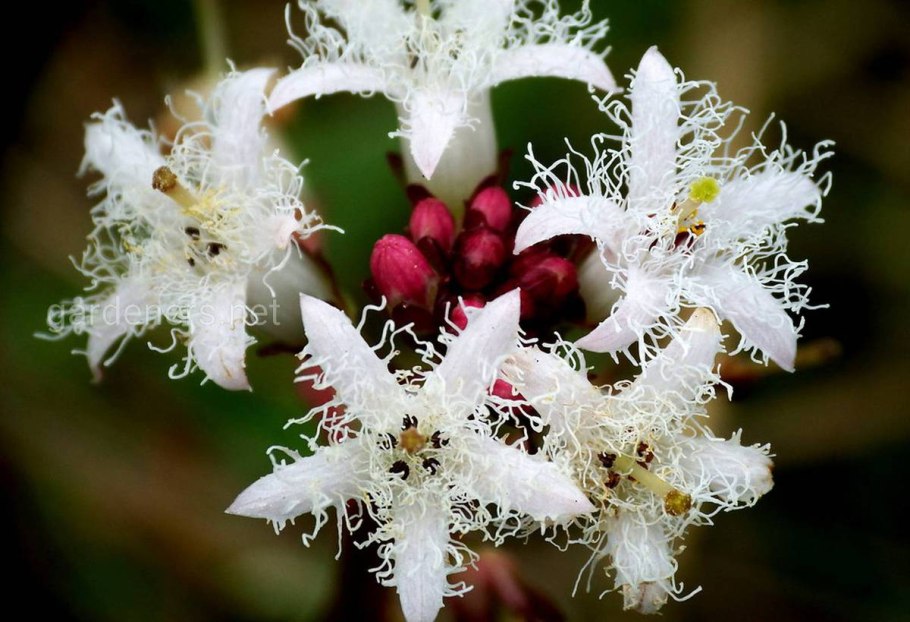 Menyanthes trifoliáta