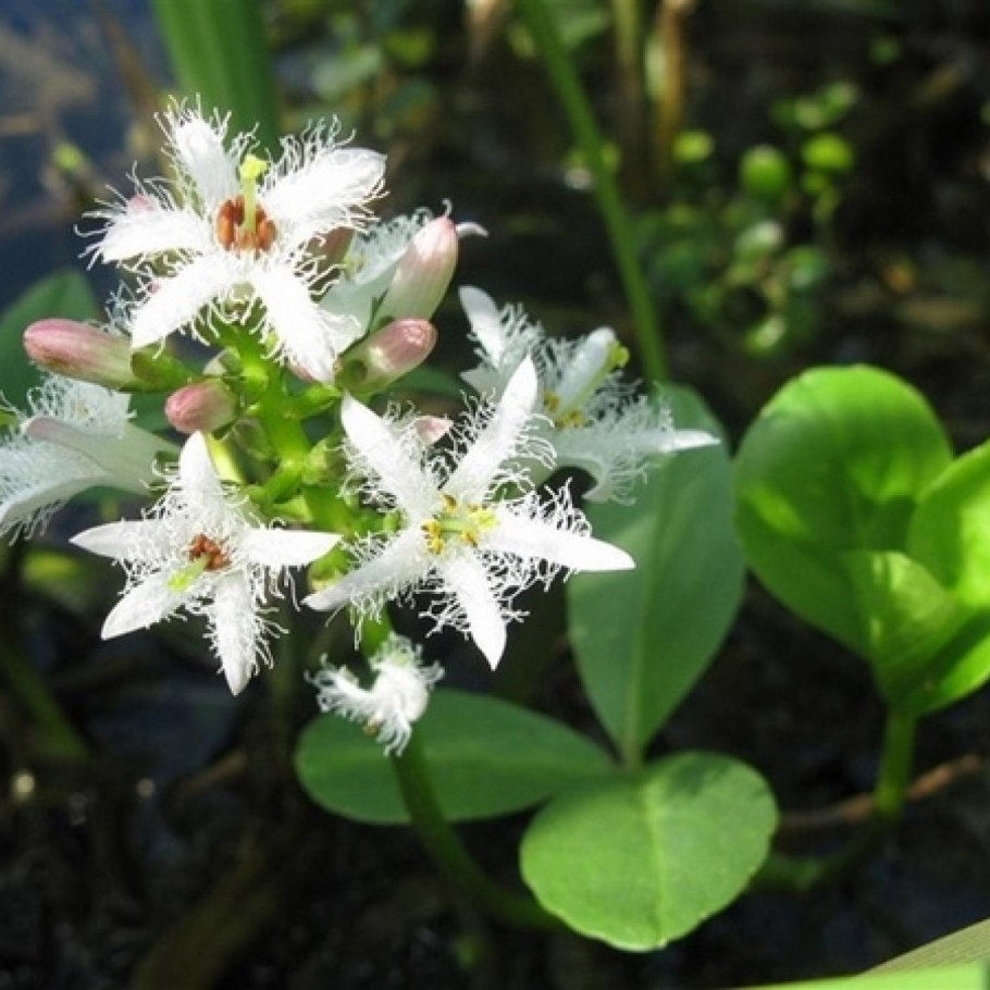 Вахта трёхлистная Menyanthus tripholiata