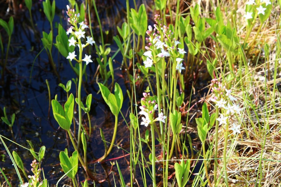 Вахта трёхлистная Menyanthus tripholiata