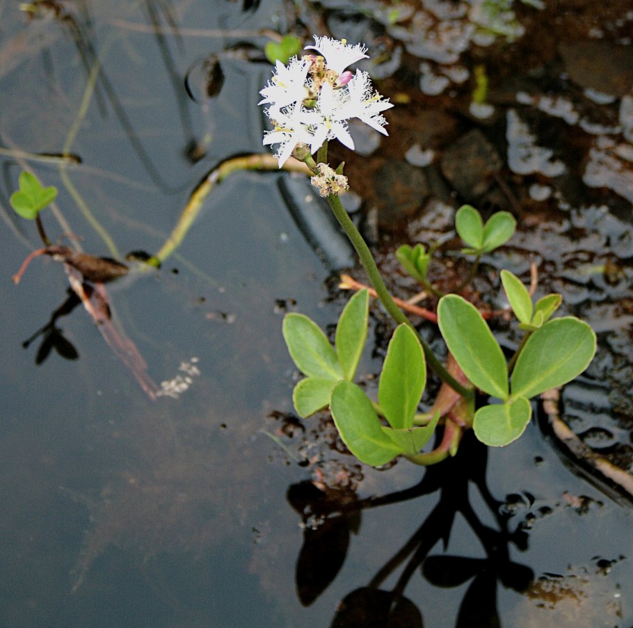 Вахта трехлистная (Menyanthes trifoliata) картины