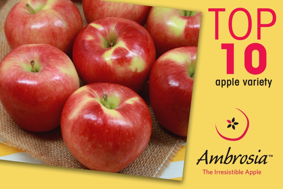 Яблоня амброзия фото