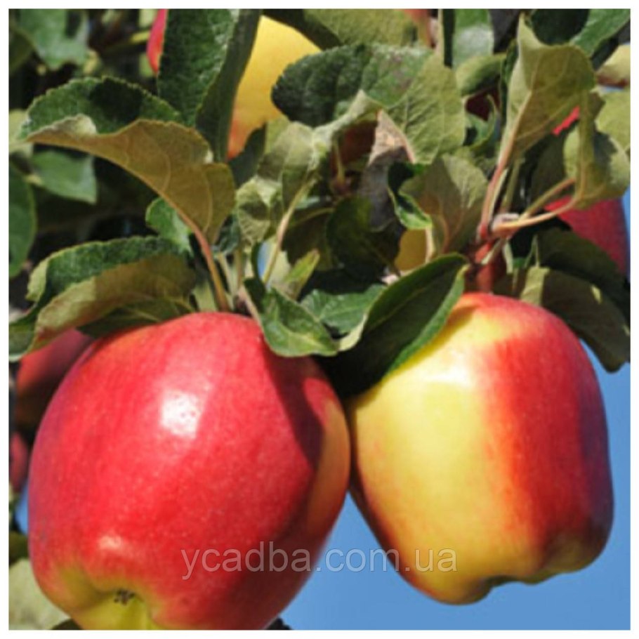 Сорт яблони амброзия