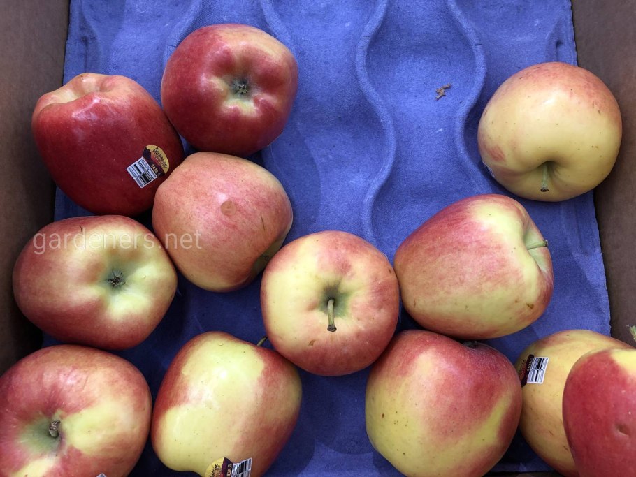 Сорт яблони амброзия