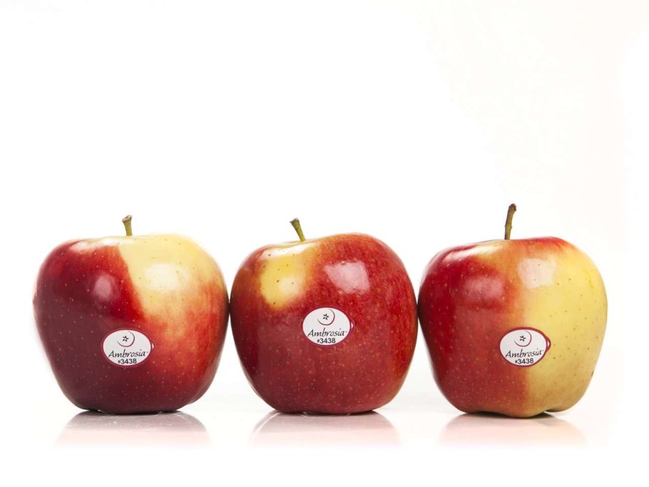 Сорт яблок белая роза