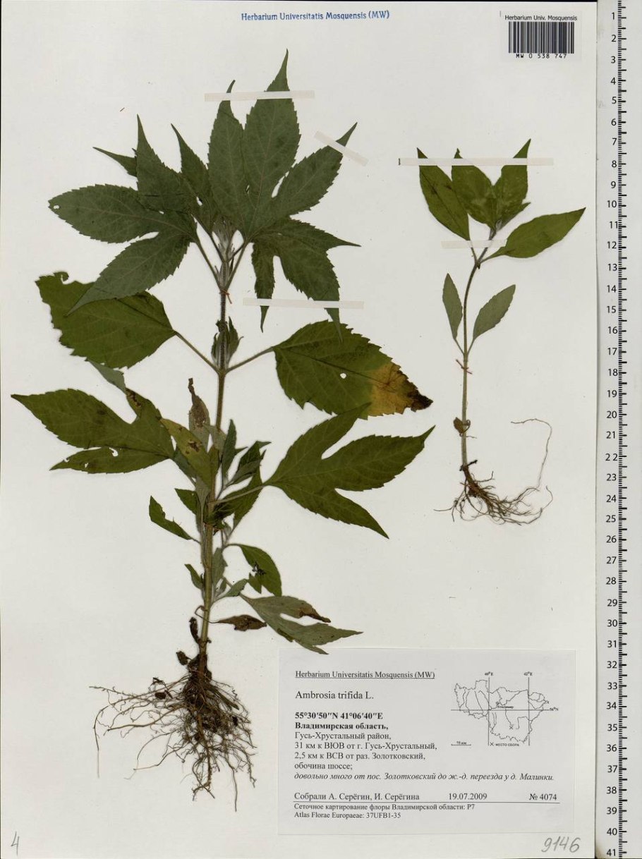 Амброзия пища богов