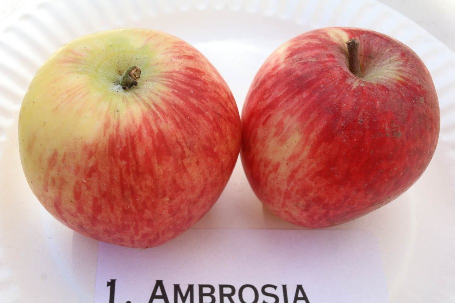 Яблоки амброзия