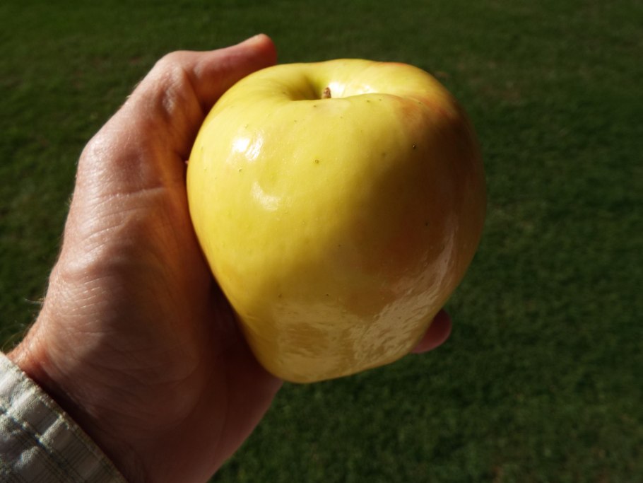 Циклахена (Ива) дурнишниколистная