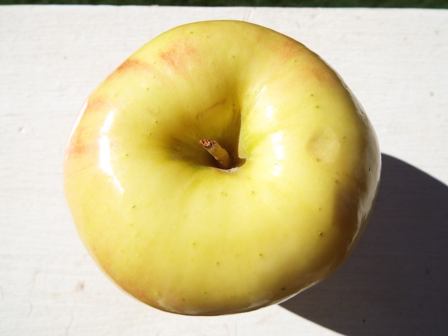 Яблоки амброзия Смит фото