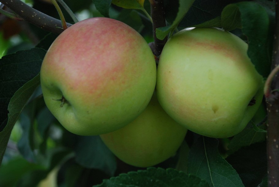 Яблоня Беркутовское