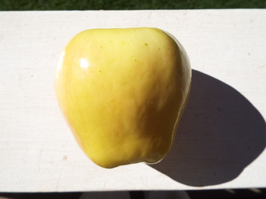 Амброзия циклахена