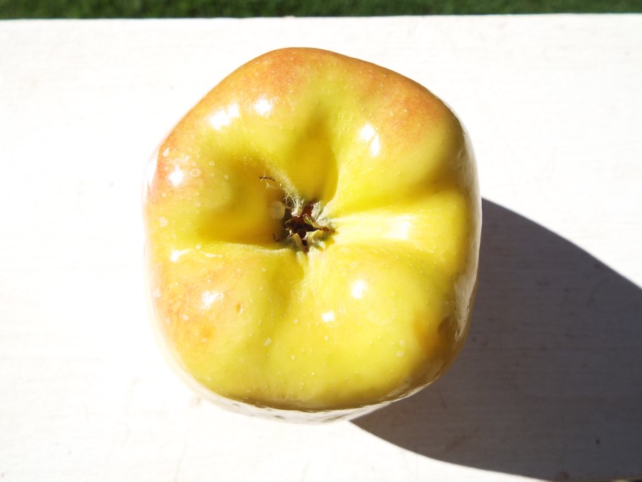 Заросли амброзии