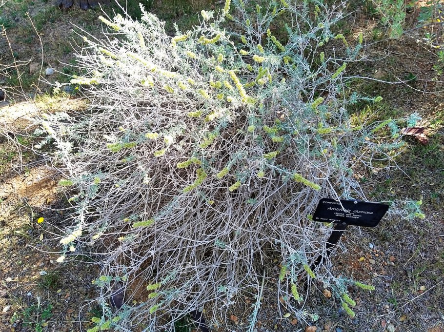 Алессандро амброзия