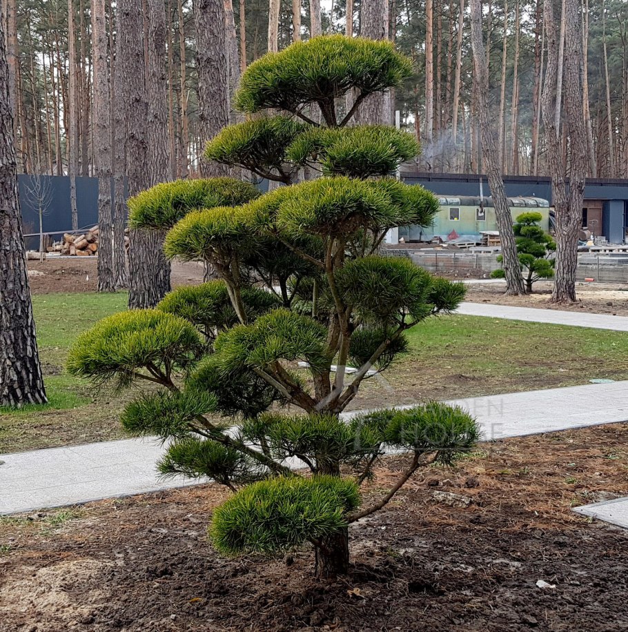 Криптомерия ниваки