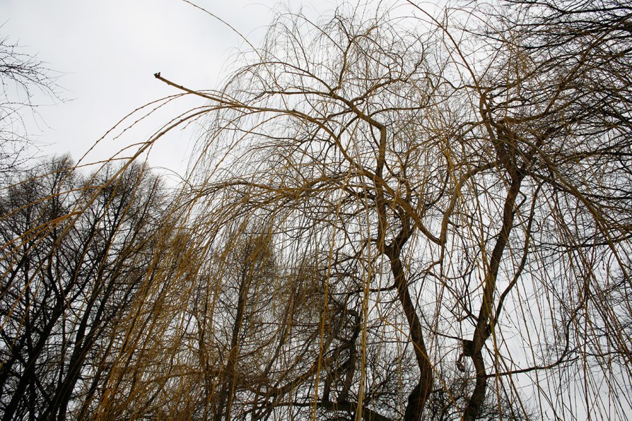 Ива белая vitellina pendula