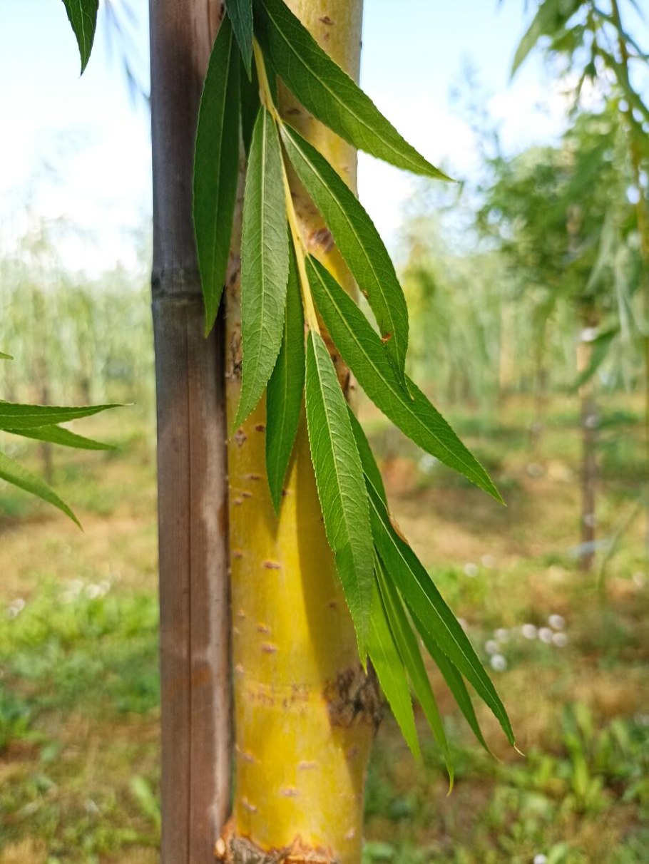 Ива белая "Чермезина" Salix Alba 'Chermesina'