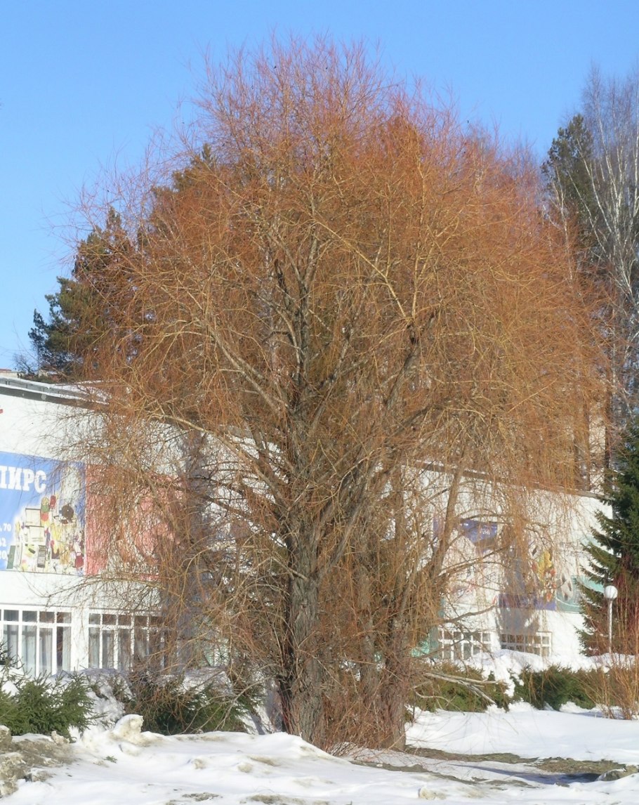 Ива желтокорая золотистоволосистая