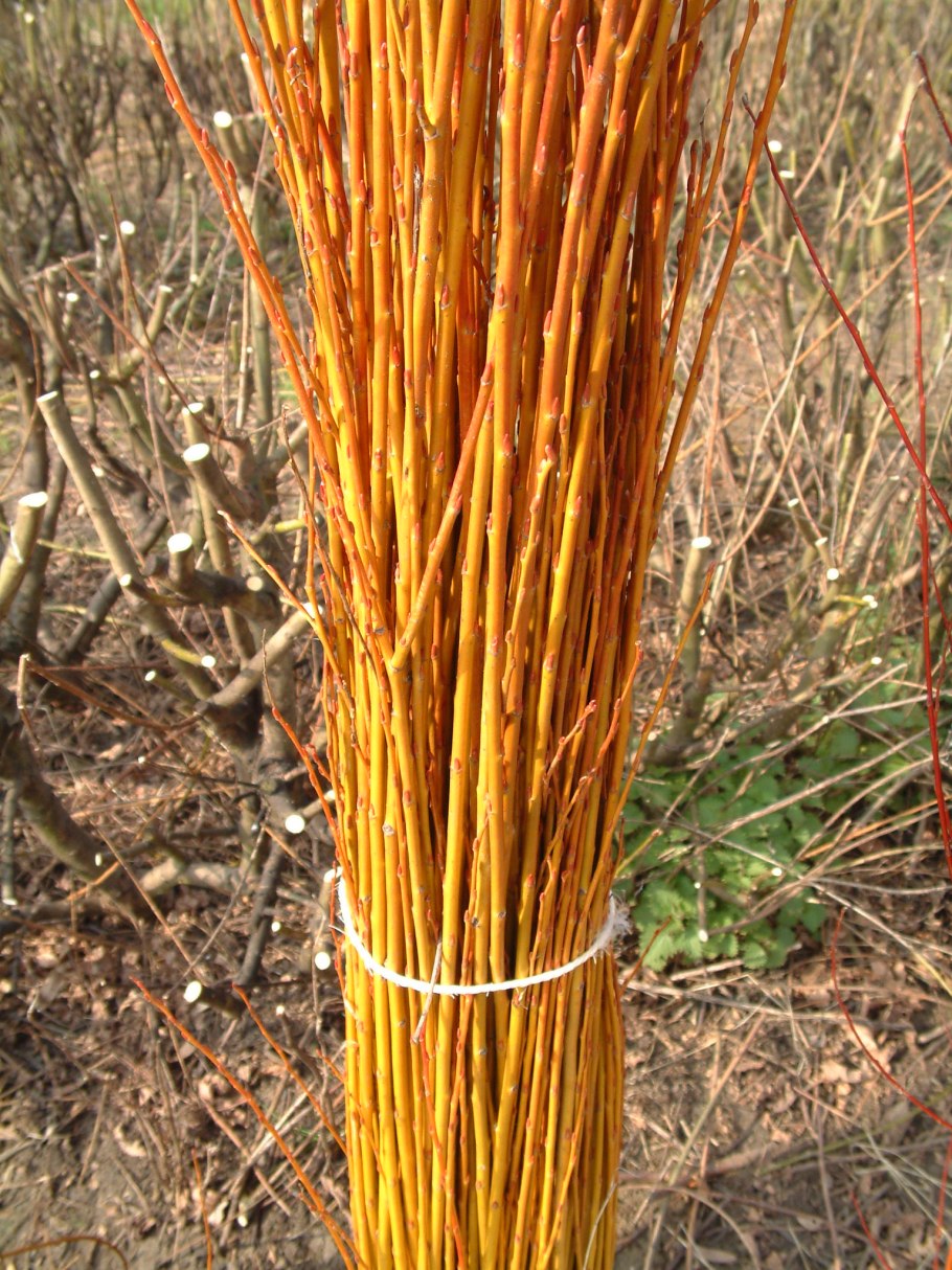 Salix Alba vitellina