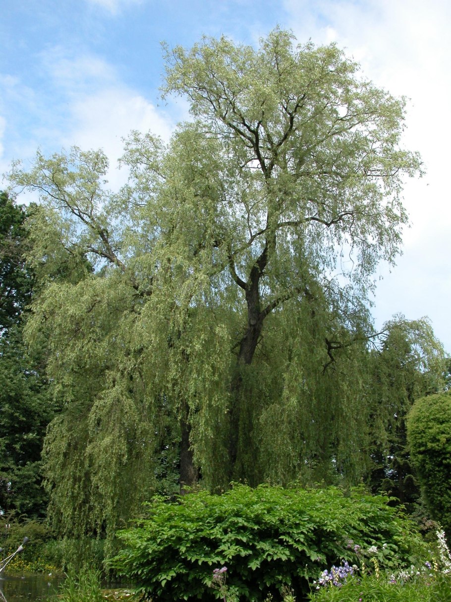 Ива белая vitellina