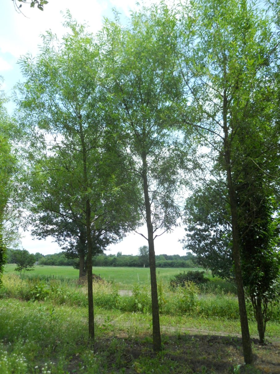 Однолетний саженец ивы