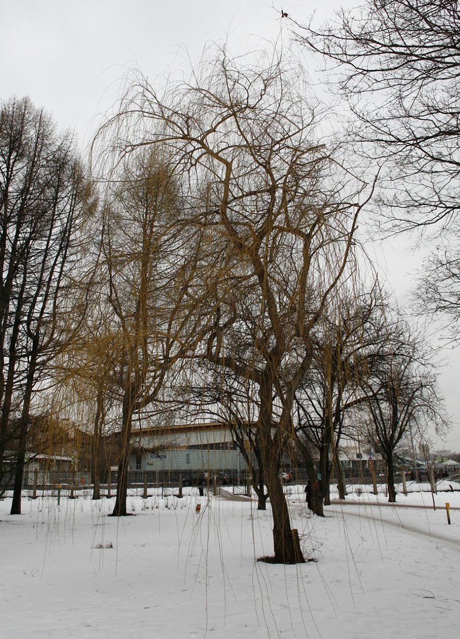 Ива гибридная зимой