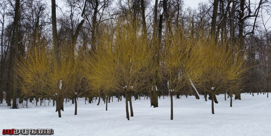 Ива белая Salix Alba vitellina