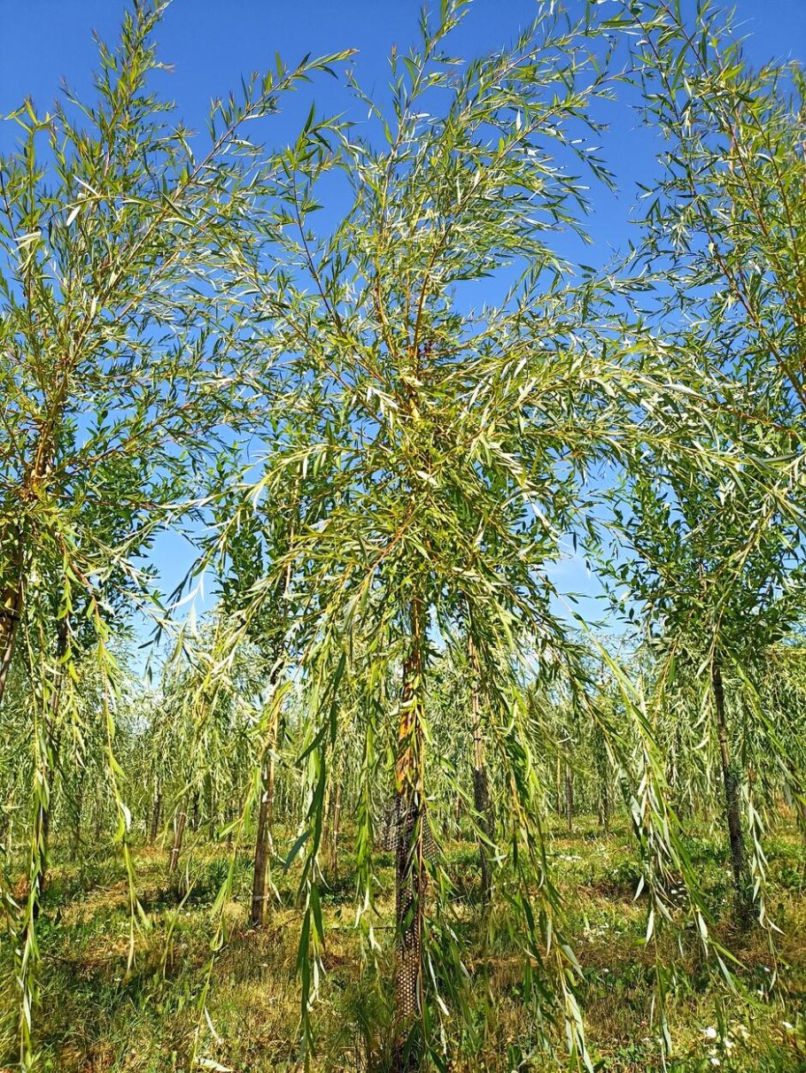 Вителлина Ива корзина