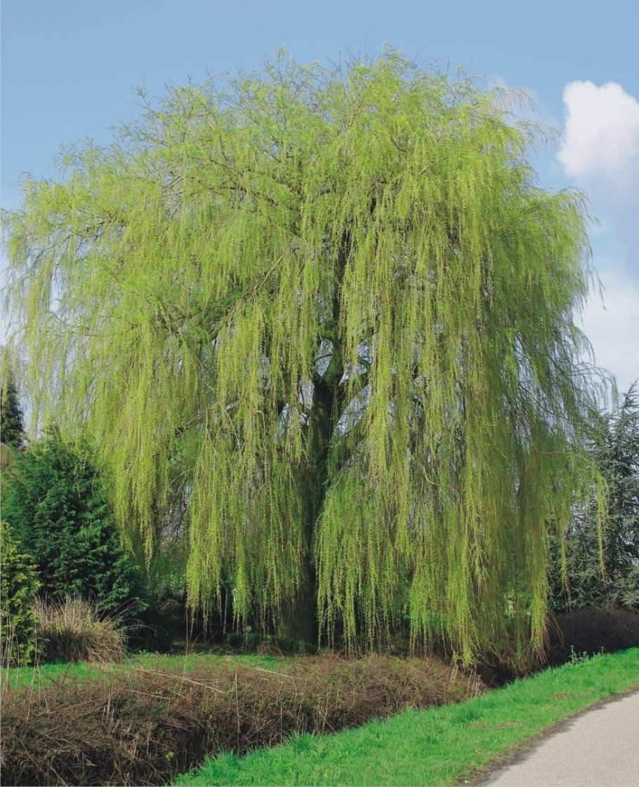 Salix alba tristis