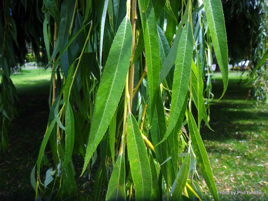 Salix Alba vitellina
