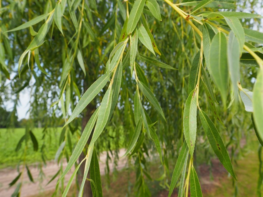 Ива ломкая Саликс Альба