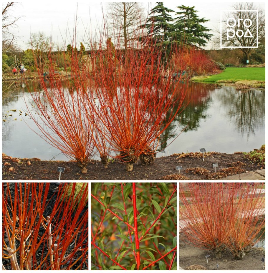 Ива белая "Чермезина" Salix Alba 'Chermesina'