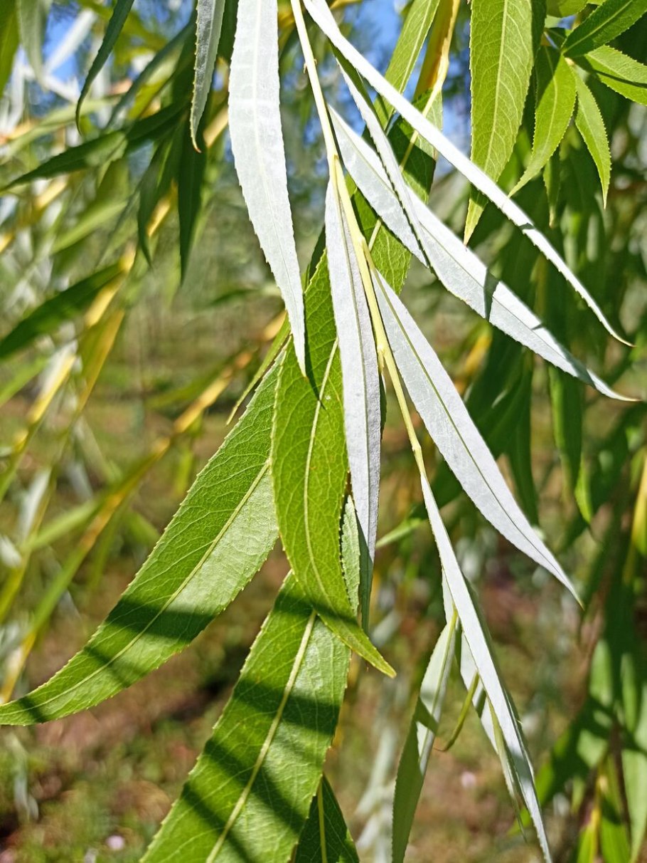 Ива Salix Alba 'vitellina'.