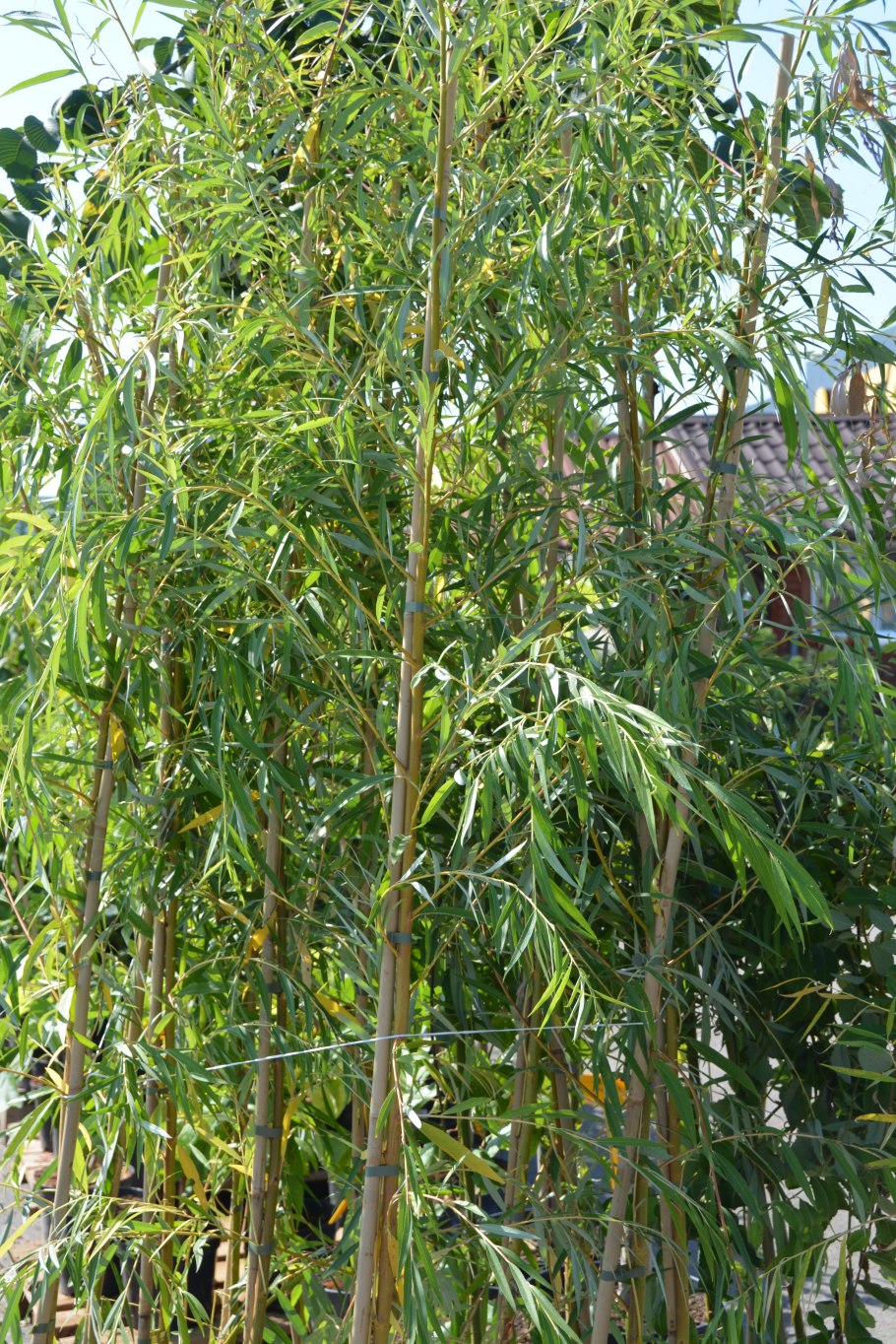 Ива Ледебура серебристая