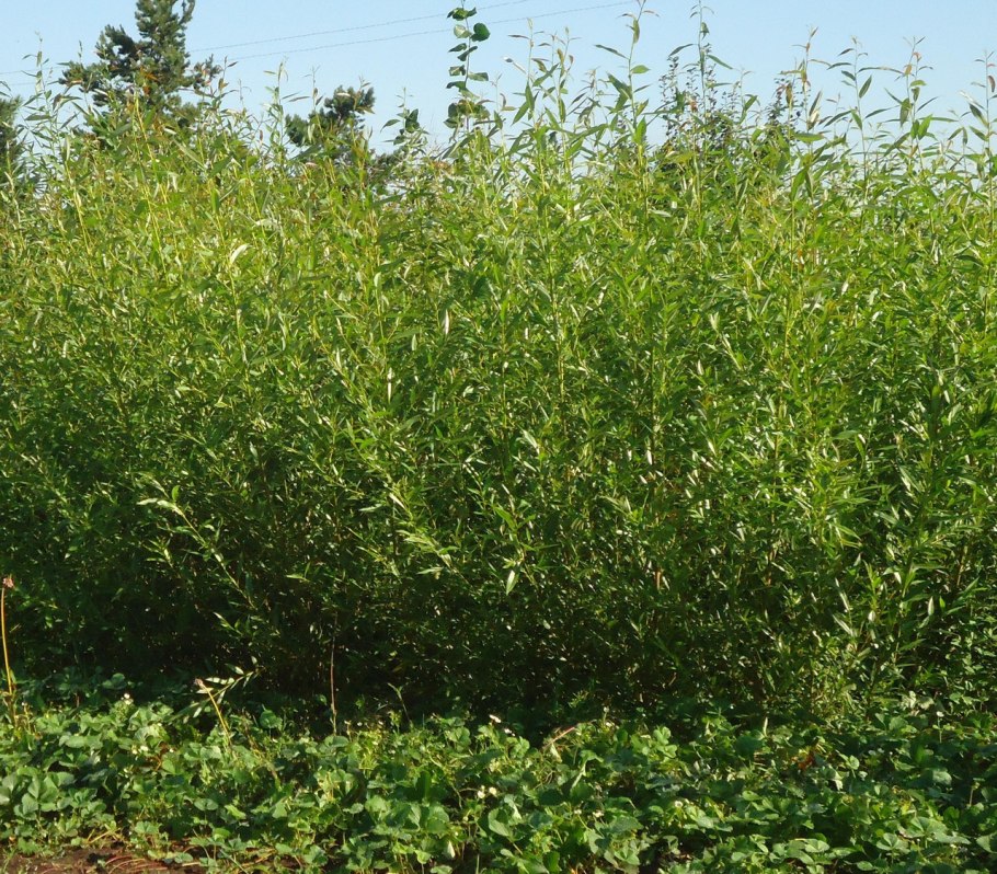 Ива белая плакучая