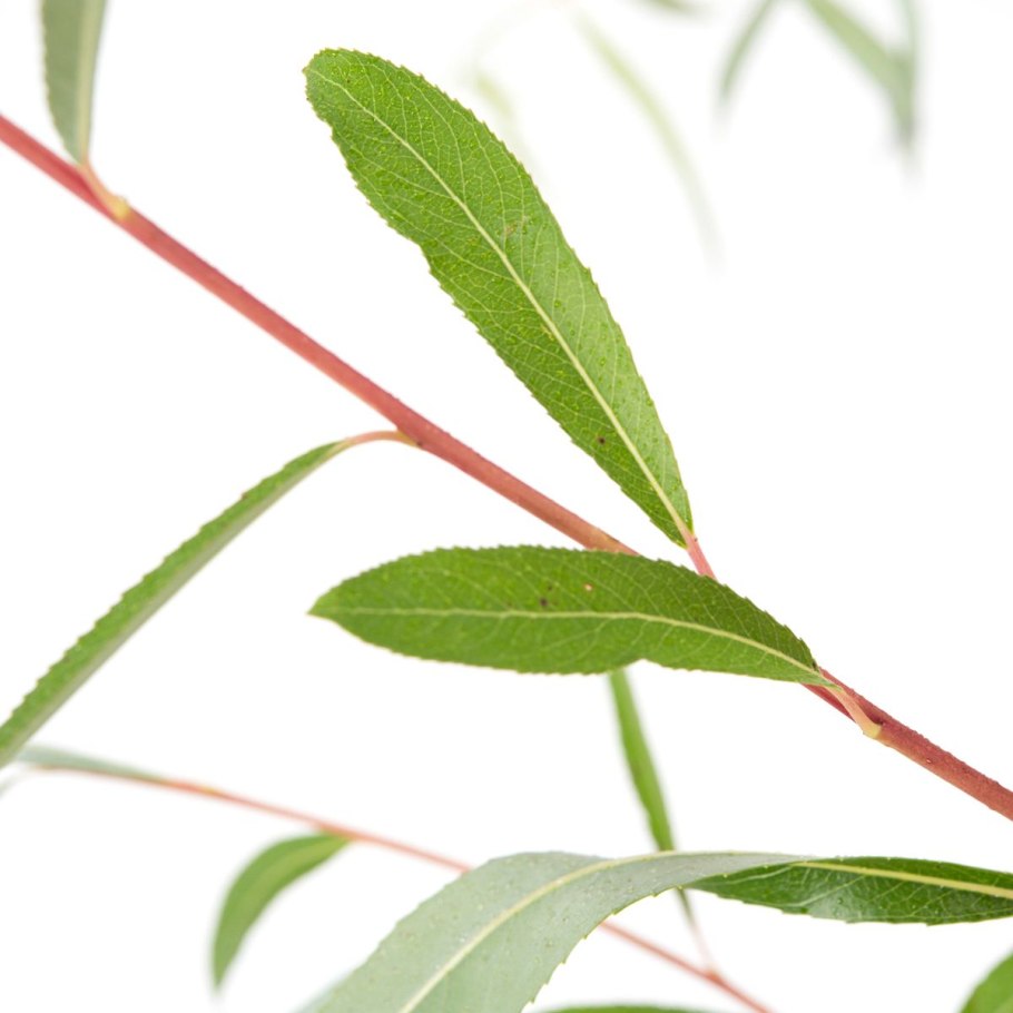 Ива белая Chermesina