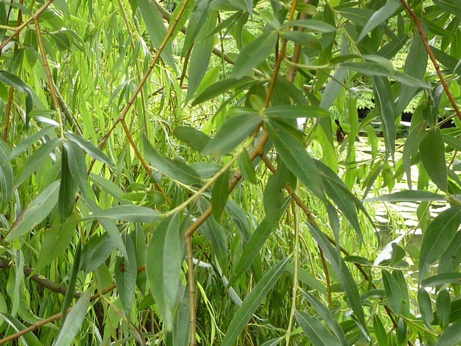 Ива белая (Salix Alba)