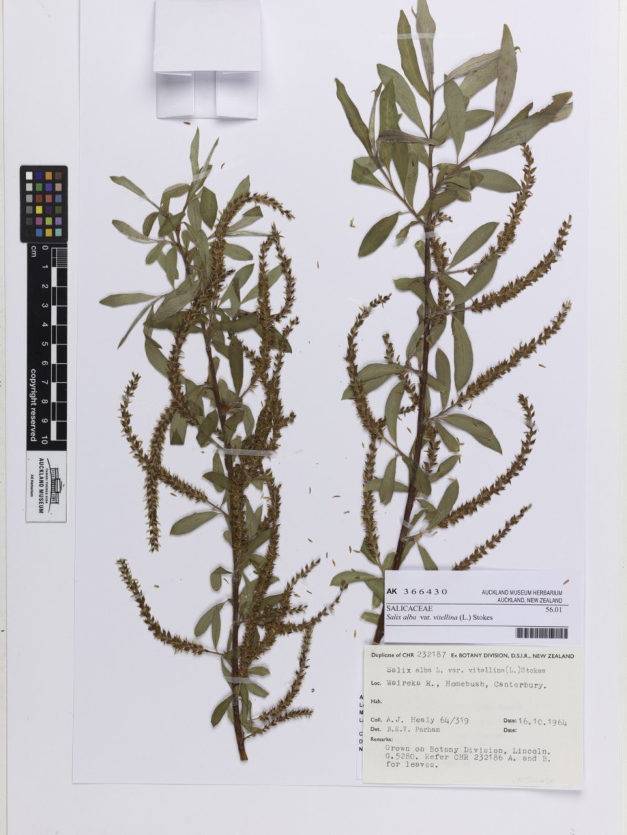 Salix alba var vitellina