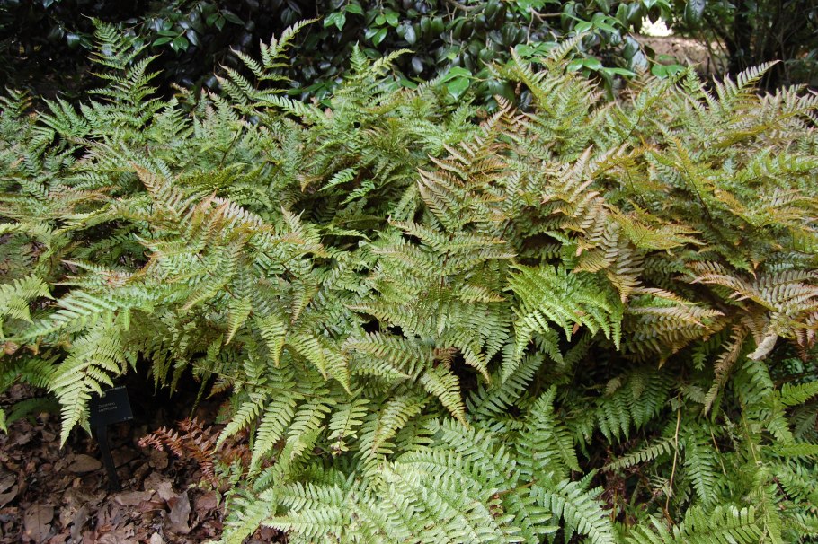 Dryopteris lepidopoda