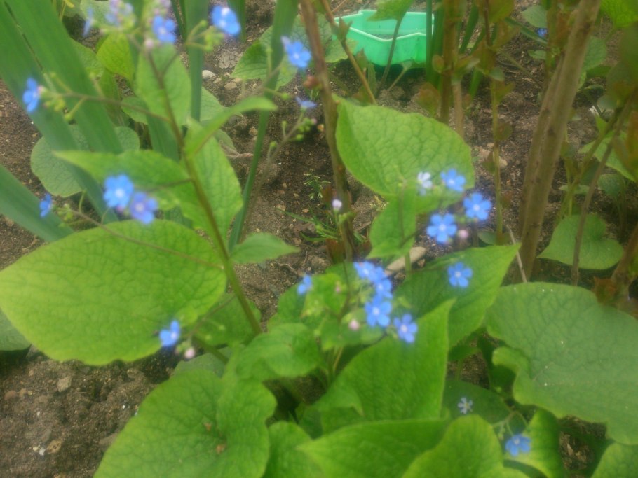 Алтайский заповедник Бруннера Сибирская
