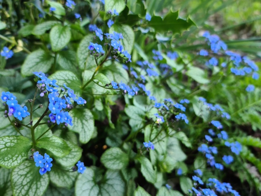 Бруннера Сибирская Brunnera sibirica