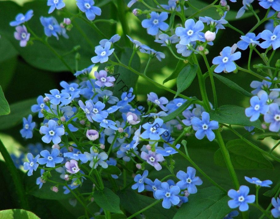Brunnera Stev. (Бруннера