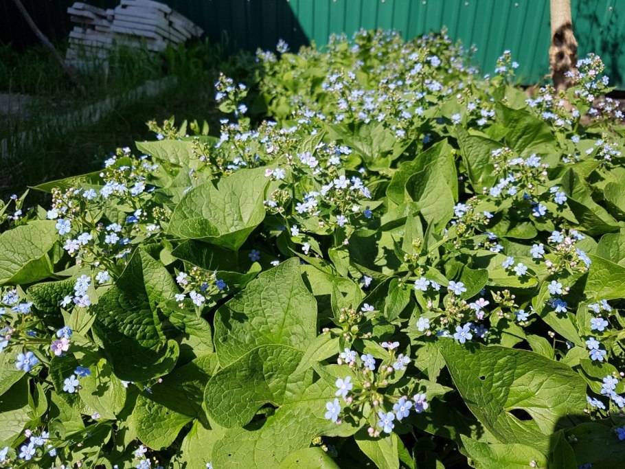 Бруннера Бетти Боуринг